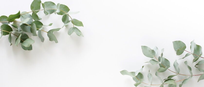 eucalyptus leaves